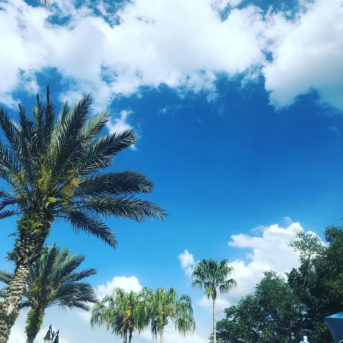 Best Practices for Green Pool Cleanup: A Florida Homeowner's Guide - POOL EMPORIUM