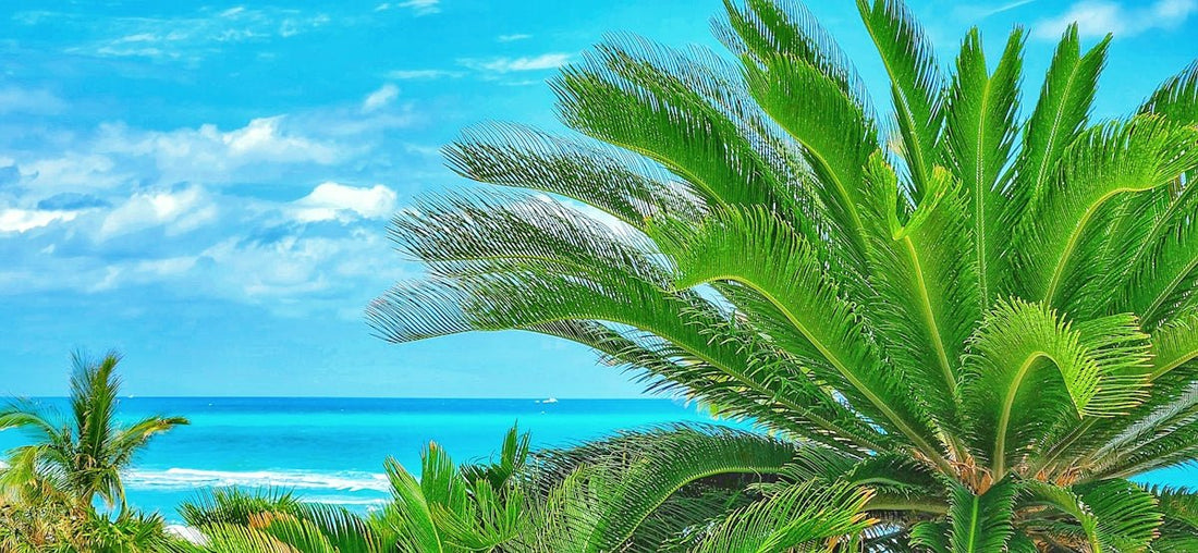 Comprehensive Guide to Resolving Green Pool Issues for Florida Residents - POOL EMPORIUM