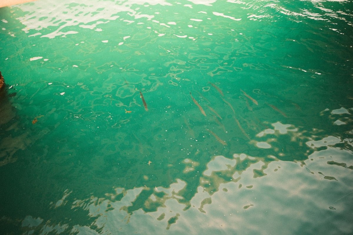 Resolving Why Your Pool Turns Cloudy After Shocking: Florida Insights - POOL EMPORIUM